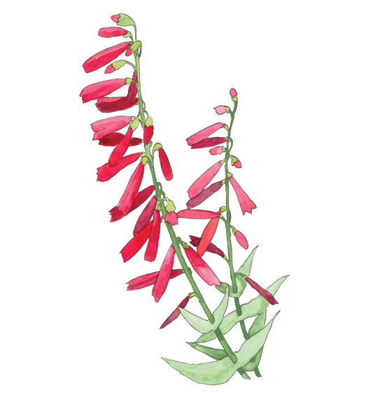 Scarlet Bugler Flower Essence image 1