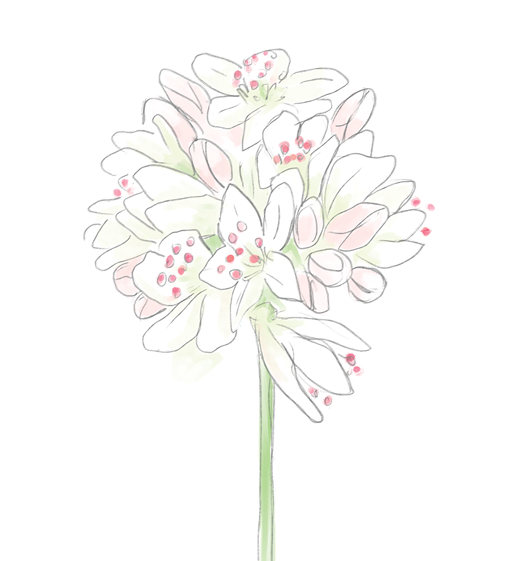 Buckwheat Flower Essence image 1