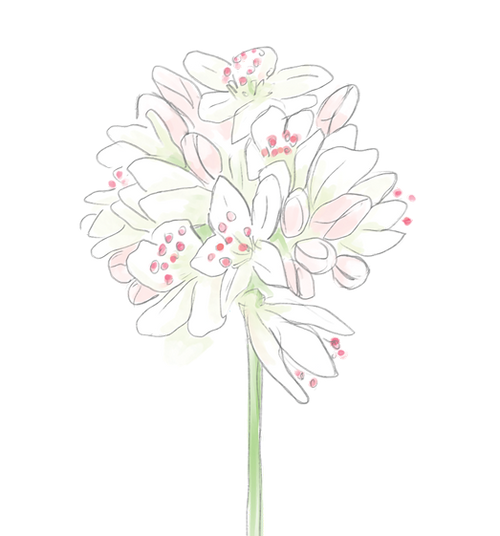 Buckwheat Flower Essence image 1