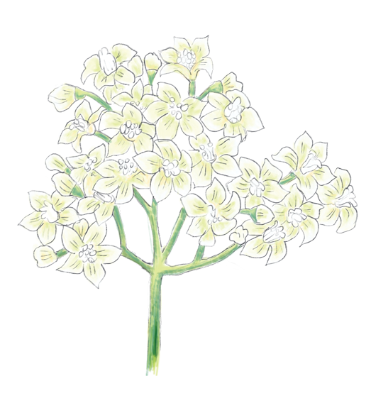 Elderflower Flower Essence image 1