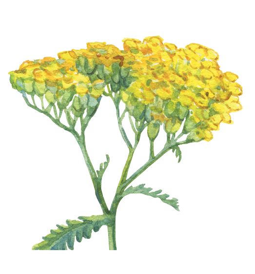 Golden Yarrow Flower Essence 'Aura Protection' image 1