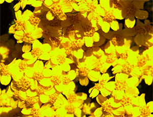 Golden Yarrow Flower Essence 'Aura Protection' image 2