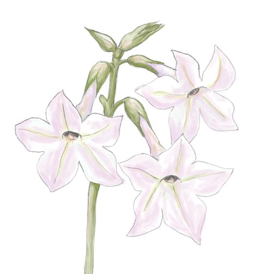 Nicotiana Jasmine Roseus Flower Essence image 1
