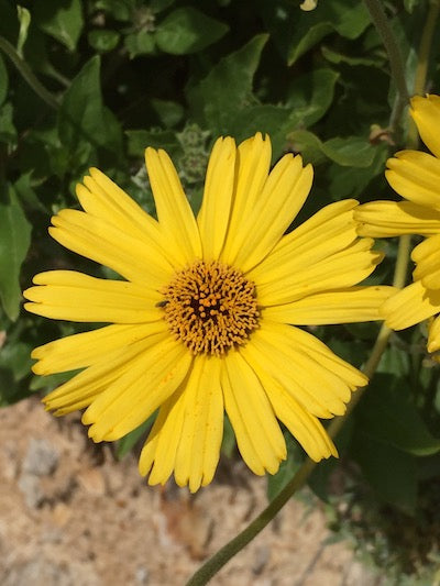 California Daisy Flower Essence image 2