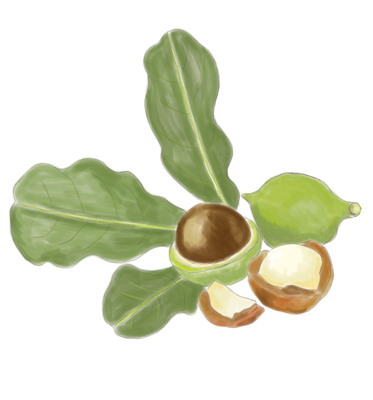 Macadamia Nut Flower Essence image 1