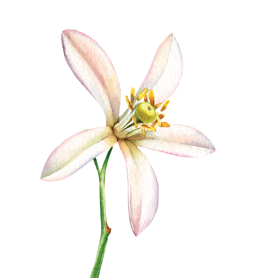 Orange Blossom Flower Essence image 1