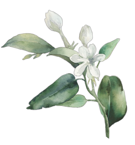 White Sage Flower Essence image 1