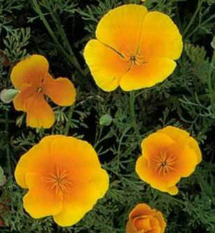 California Poppy Flower Essence image 2