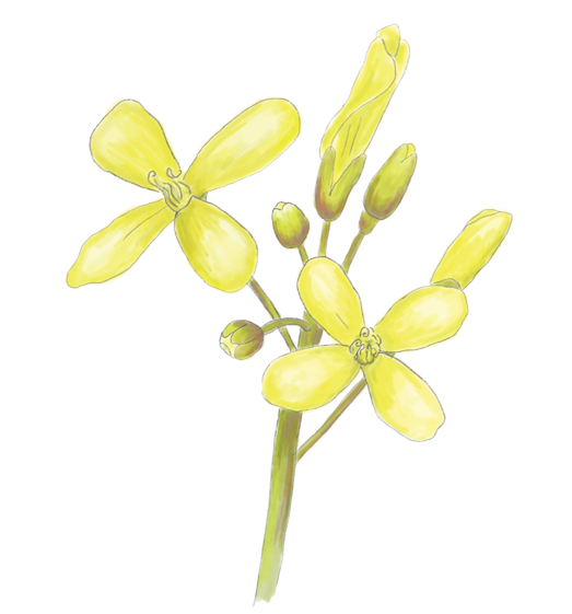 Mustard Flower Essence image 1