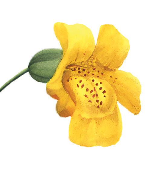 Sticky Monkeyflower Flower Essence image 1