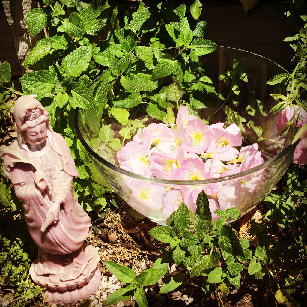 Pink Evening Primrose Flower Essence image 4