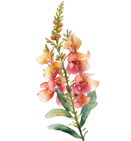 Snapdragon Flower Essence image 1